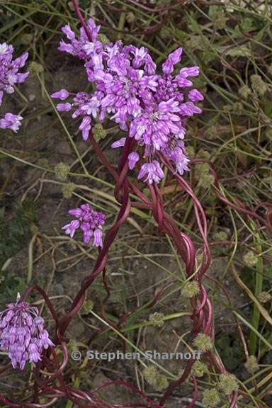 dichelostemma volubile 17 graphic